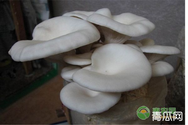 白黄侧耳菌种哪里有卖？如何进行培养？