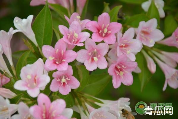 锦带花的养殖技术及养护要点