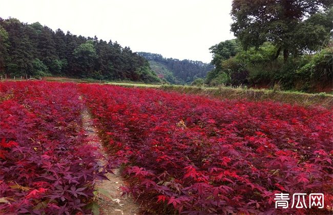 美国红枫育苗技术了解一下