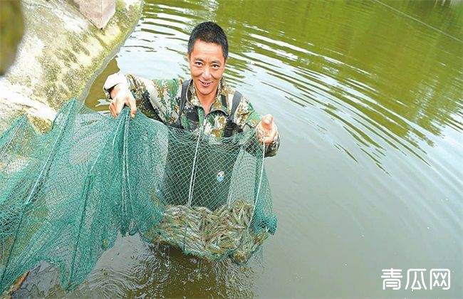 南美白对虾 养殖 注意事项