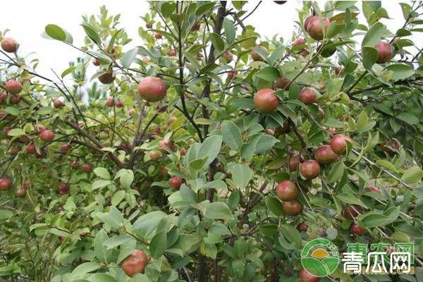 油茶象甲的危害特点、原因及防治措施