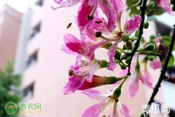 美人树养殖注意什么及繁殖方法