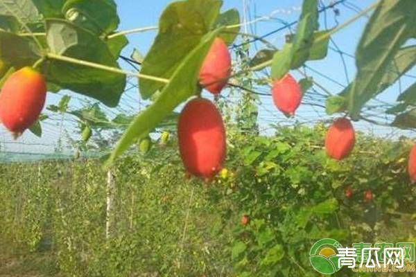 红参果的种植技术及病虫害防治