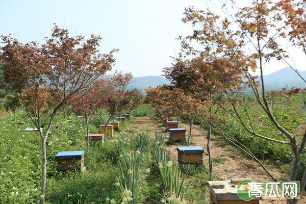 蜜蜂打架的原因及解决方法