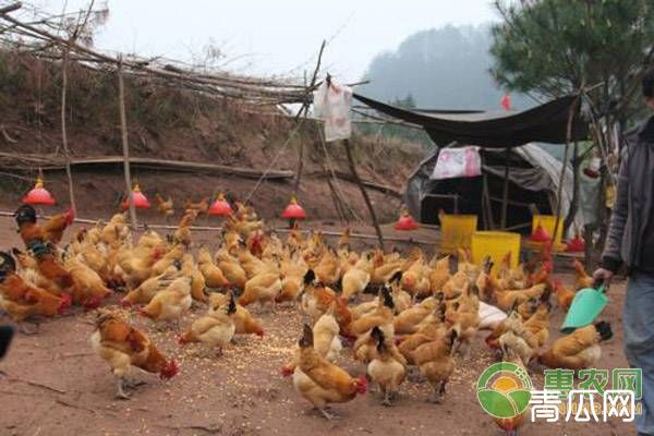 夏季鸡群反复拉稀的原因及防治措施