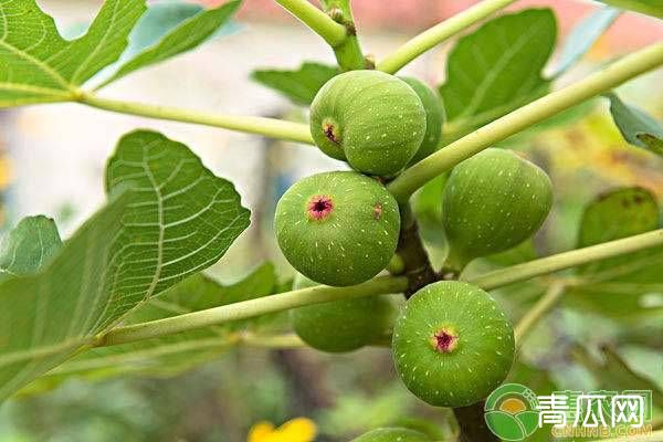 夏季无花果的快速育苗方法与修剪方法