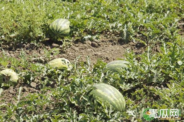 西瓜黄叶的症状、原因及防治措施