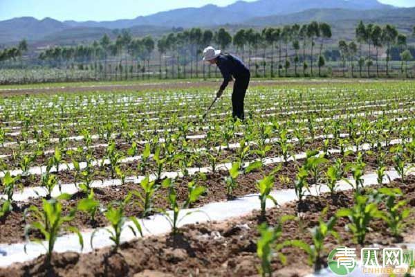 高产高质苞谷种植技巧方法