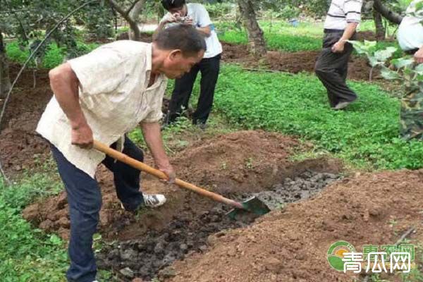 苹果园土壤管理注意事项