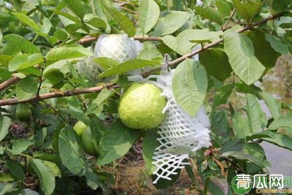 芭乐的种植技术及管理技巧