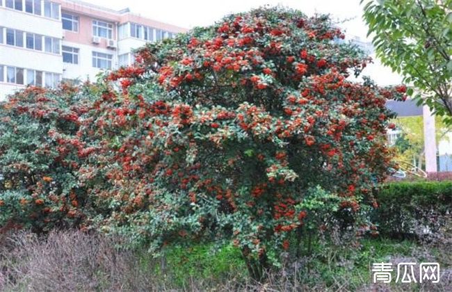 沙棘果种植技术讲解