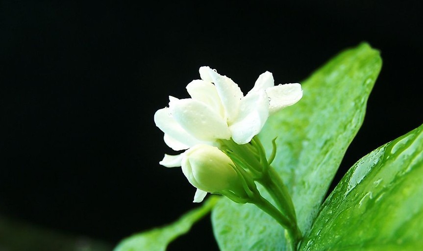 茉莉花的养殖技术4个技巧