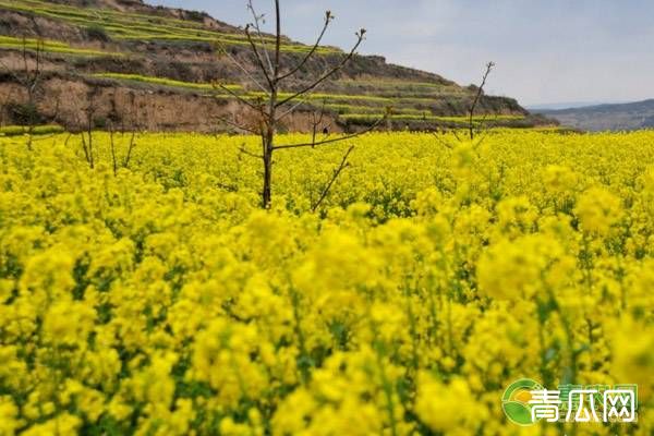 油菜缺硼的症状、判断方法及预防措施