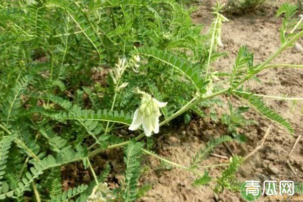 黄芪种子选种育苗技巧