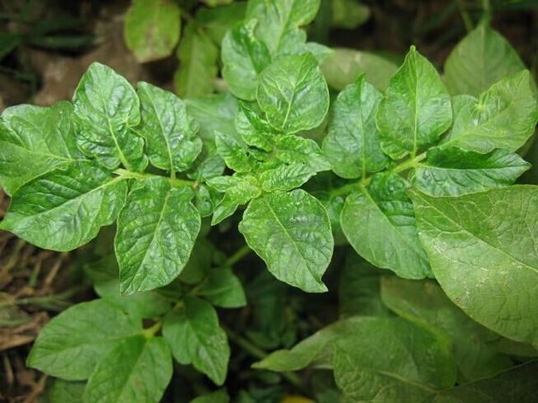 马铃薯花叶病症状发病原因及防治措施介绍