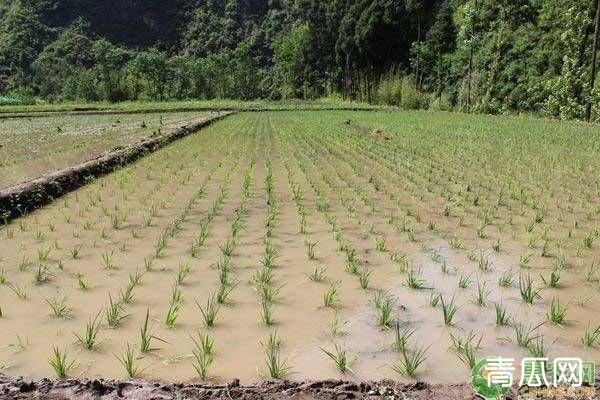 水稻插秧前施用底肥的原则以及插秧后的施肥要点