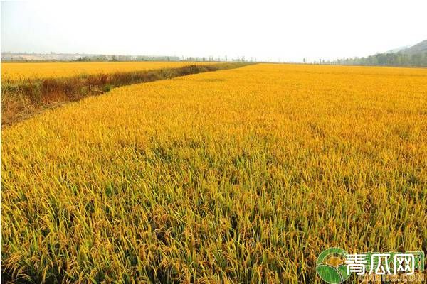 农民进城落户后，承包地是否会被收回？