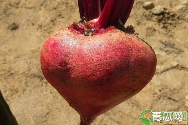 甜菜高效种植技术要点