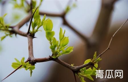 冬枣芽期预防病虫害的方法
