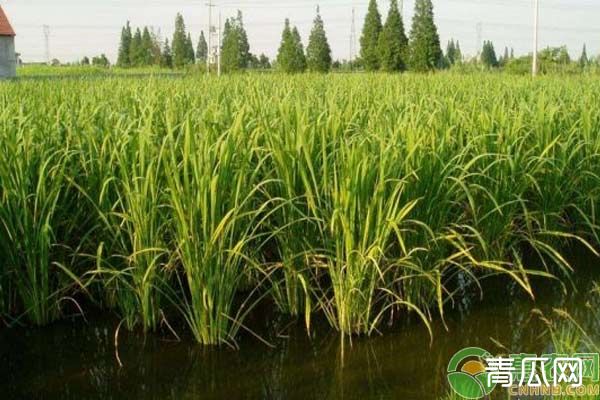 茭白良种选择技巧 你必须知道