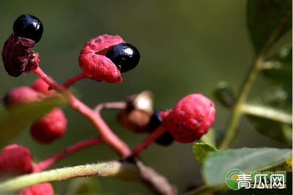 花椒树的扦插种植方法介绍