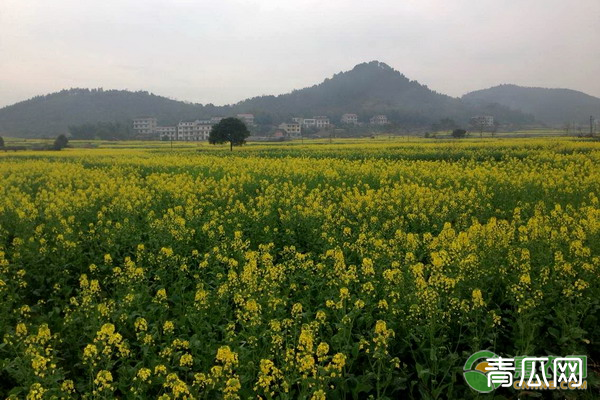 冬油菜施肥三大要点，种植户得牢记！