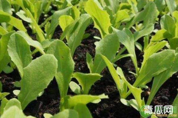 油麦菜的高产种植技术及管理要点