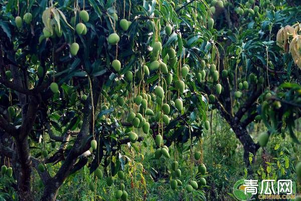 芒果树断根的原因、目的及方法