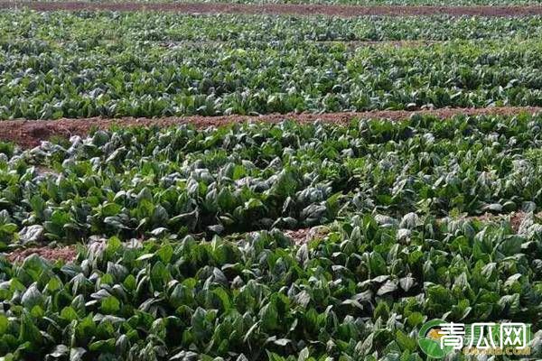 夏菠菜死棵的原因及防治方法