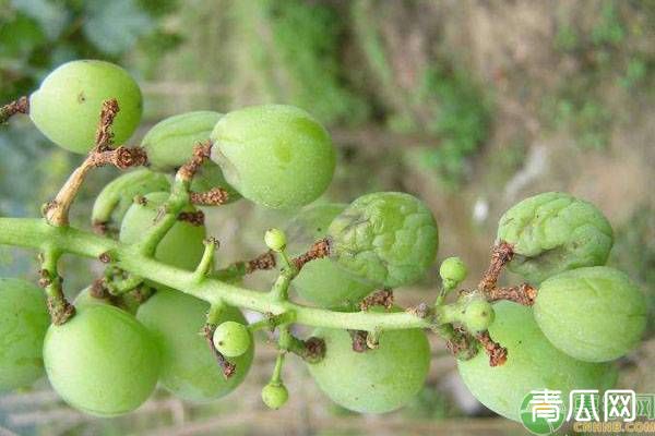 葡萄种植病虫害防治六个关键点