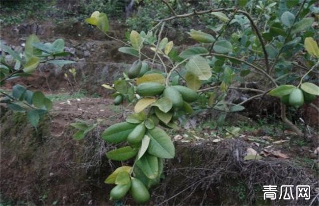 香水柠檬种植注意事项