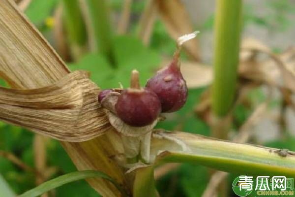 独头蒜的高效种植技巧分析