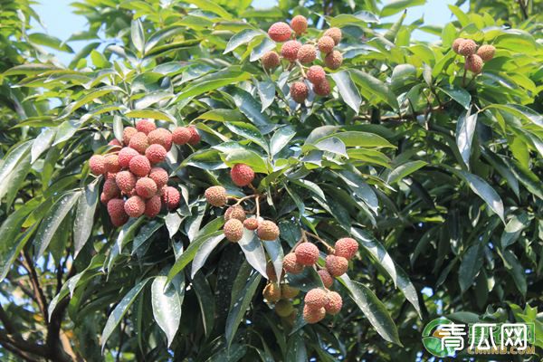 中国荔枝产地和种植要点