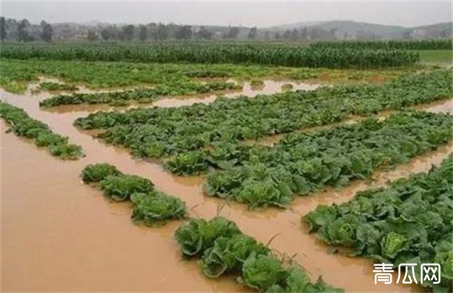 暴雨后蔬菜怎么护理