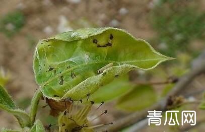 顶捎卷叶蛾的综合防治措施