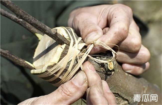 樱桃树芽接时间及注意事项