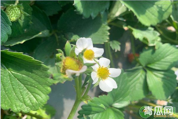 草莓只开花不结果是什么原因？如何提高草莓坐果率？