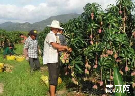 我国芒果种植主要分布在哪？芒果种植对环境的要求