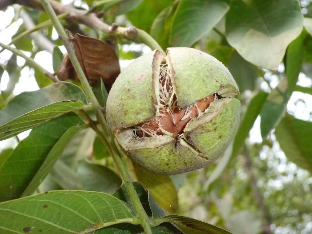 核桃除草不伤害树放方法