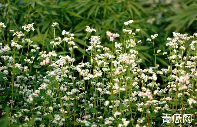 荞麦怎么提高产量？如何种植注意什么