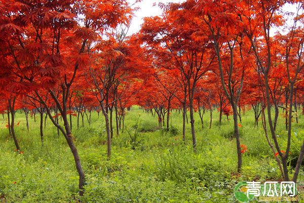 枫树叶子为什么会变红？枫树种植方法技术