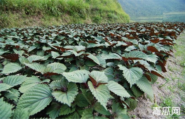 紫苏田间管理要点