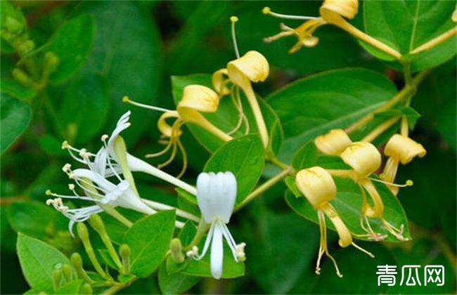 金银花种植要点