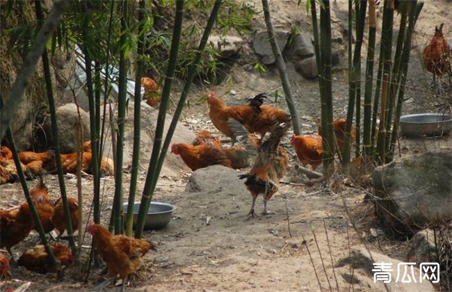 竹林养鸡技术