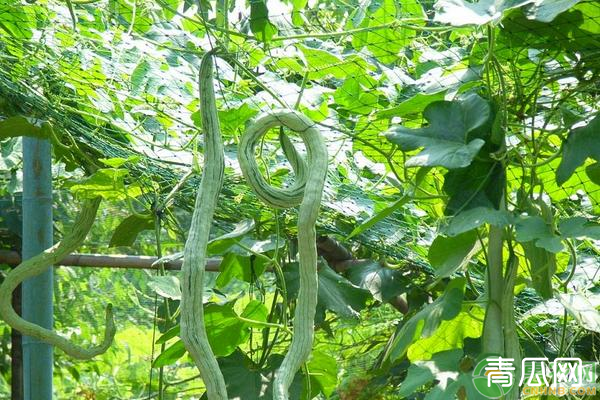 高产蛇瓜需要掌握的种植方法有哪些？