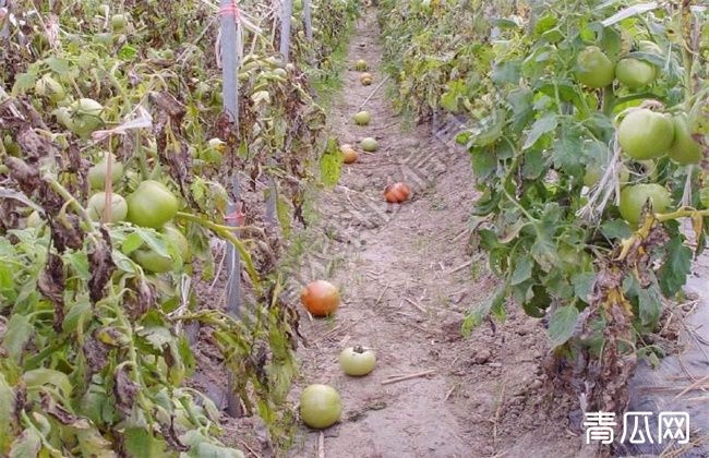 温室番茄落花落果预防措施 农村致富经