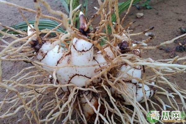 中药种植项目国家补贴是真的吗？各地政策是怎样的？