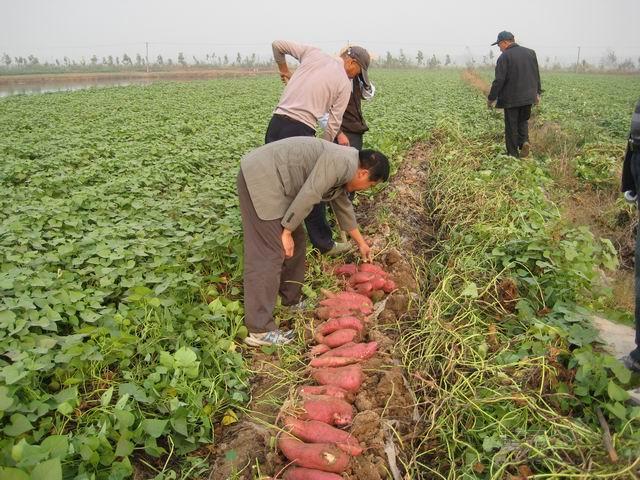 红薯高产种植技术讲解