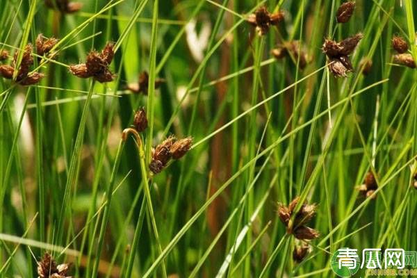 水稻田野荸荠萌发特性及防除方法