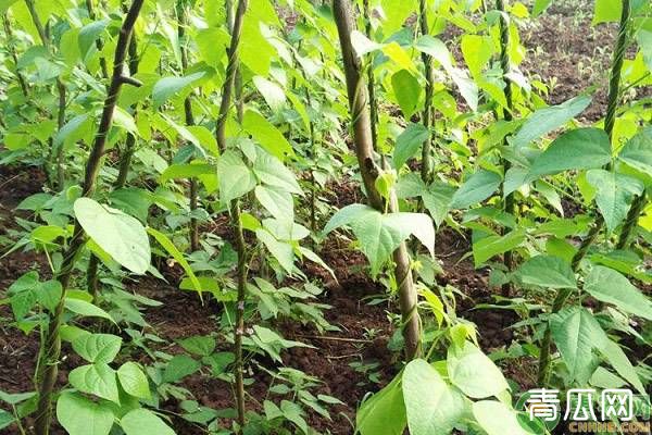 种植四季豆怎样施肥比较好?大面积种植四季豆的施肥技术简介